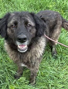 Mamushka die Freundliche - Süderbrarup