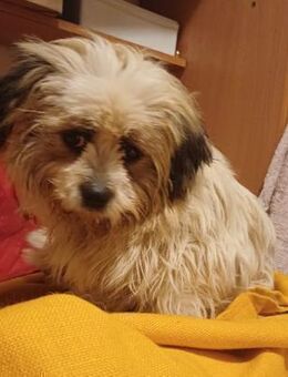 ✨ Cindy sucht ihr Für-Immer-Zuhause! ✨ - Ludwigshafen (Rhein)