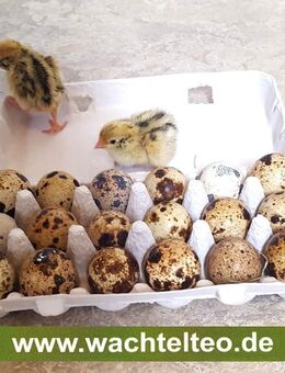 Bruteier von Wachteln Wachtel Eier Wachteleier Wachtelbruteier - Beilrode