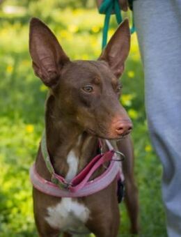 Bichito seine Vermittlung ist dringend - Laatzen