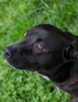 Willy - freundliche kleiner Kerl sucht.. - Duisburg