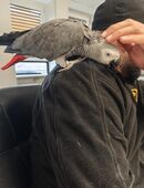 Grau Papagei in 50827