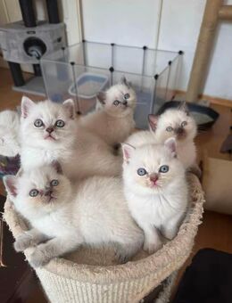 Traumhafte Blue Point BKH-Kitten – 5 Kater & 1 Prinzessin suchen dich! - Aachen