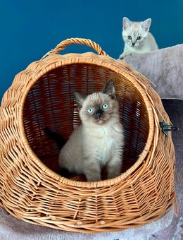 BKH Kitten Babykatzen bald abgabebereit - Mannheim