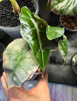 Alocasia Polly mint variegata Rhizom - Buttstädt Zentrum