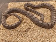 1.0 Kornnatter Ghost Motley-Striped het. Hypo - Horb (Neckar)