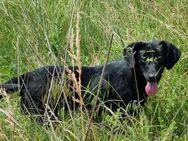 wunderschöne Cleo sucht Körbchen - München