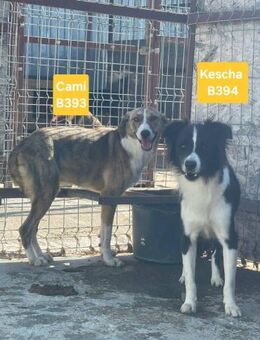 Schüchterner CAMI sucht liebes Zuhause - Neuberg