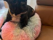Französische Bulldogge Welpen - Riedstadt