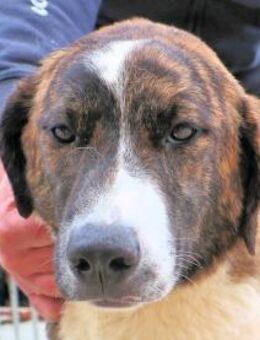 NADINE - so eine nette Hündin! - Regensburg