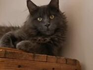 Maine Coon Kastratin mit Stammbaum sucht.. - Freiensteinau