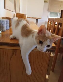 Gisell aus dem Tierschutz - Grevenbroich