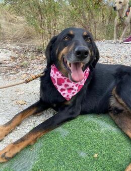 Thor ein Herz aus Sanftmut - Berlin