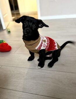 Tapsiger Zoro sucht Familie - Leonberg (Baden-Württemberg)