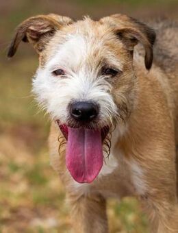 Corcho ist aktiv und lieb - Donaueschingen