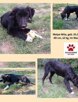 hübsche Mila sucht ihre Familie - Margetshöchheim