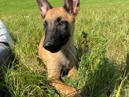 Malinois Welpen Abgabebereit - Kirn