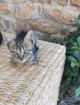 Leo aus dem Tierschutz - Grevenbroich