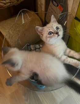 BKH Kätzchen - Augsburg