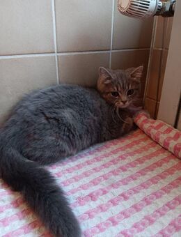 Britisch Kurzhaar Kitten 2 süße Schätze zu verkaufen! - Leverkusen