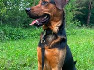 Belgischer Schäferhund/Golden Retriever Mix Rüde sucht ein Schönes Zuhause! - Waren (Müritz)