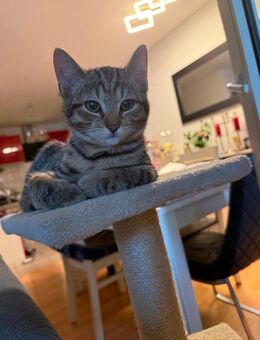 Schwarzehauskatze Bengal Mix - Leverkusen Zentrum