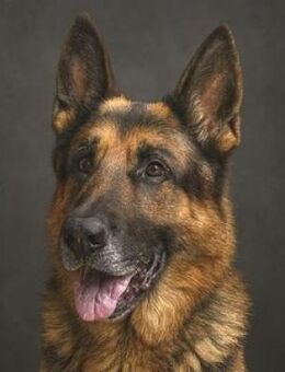 PICHO hat sein Herrchen verloren - Gefrees