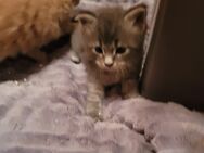 2 Maine Coon Kitten - Grünhain-Beierfeld