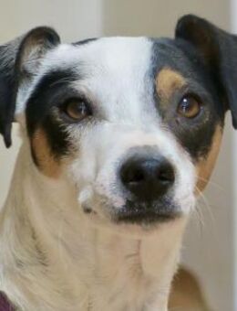 Snoopy, aktiv, liebevoll, aufgeweckt - Westerholt