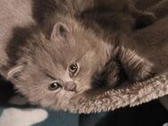 Noch 3 BKH Kitten (Kater ) - Siegen (Universitätsstadt) Geisweid