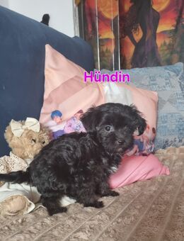 Maltipoo Babys - Weilerswist