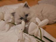 British Blue Point Kitten - Völklingen