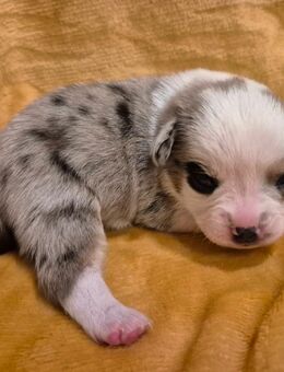 5 Alternativ Bulldogg welpen - Asendorf (Landkreis Diepholz)