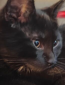 Baby Katze Weiblich Sucht Neues Zuhause - Delmenhorst