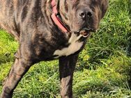 Presa canario in liebe volle Hände abzugeben - Bad Arolsen Zentrum