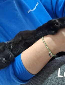 Wer gibt uns tierschutzkatzen ein Zuhause 😪😭 - Lorsch (Karolingerstadt)