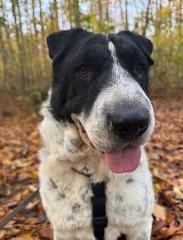 Bandit sucht ein tolles Zuhause - Köln