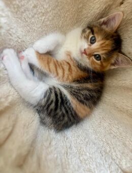 Bkh Kitten Glückskatze - Oststeinbek