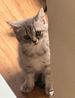 Bkh Katze lulu - Rheine Zentrum