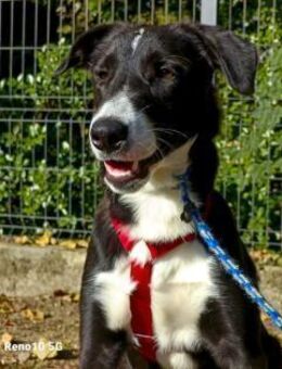 Unser ROCKY 🩵 sucht 'Sparringspartner' - Fahrenzhausen