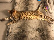 Bengalkater sucht neues zu Hause - Poppenhausen