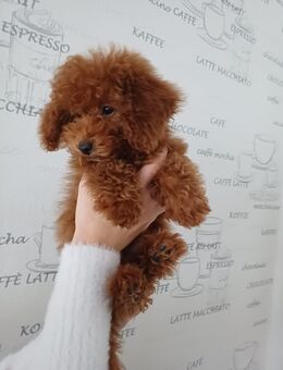 Toy Pudel welpe - Mönchengladbach Zentrum