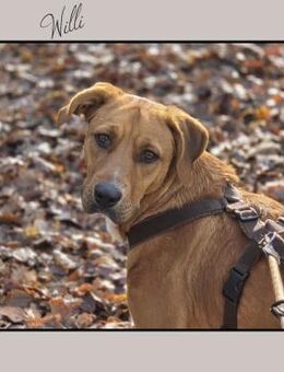 Labrador Mix: katzenverträglich u. lieb! - Meinerzhagen