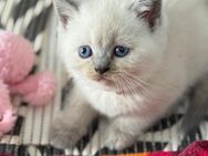 Bkh Kurzhaar Babys Bkh Katzenbaby Es sind nur noch ein Kater und eine Katze aus dem Wurf übrig! - Winnweiler