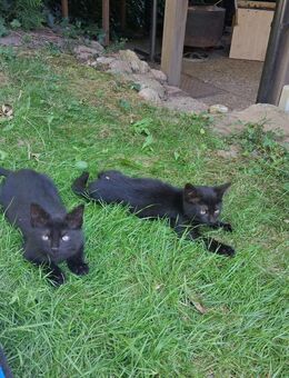 Zwei schwarze Katzenmädchen - Biesenthal