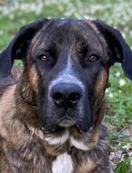 Hanni, geb. ca. 12/2020, 59069 Hamm - Euskirchen