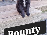 Wachhund/ Familien Hunde - Amt Wachsenburg