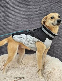 Tolle Hündin Marie aus dem Tierschutz - Düsseldorf