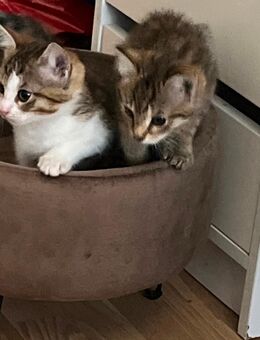Noch 2 super verschmuste bengal Bkh mix Babys ab sofort - Essen
