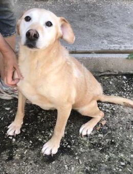 FORGOKA - SUCHT WARMES KÖRBCHEN - Nörten-Hardenberg